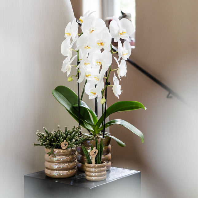 Kolibri Orchids | Plantenset Glow Zand - Witte Phalaenopsis Orchidee Niagara Fall White, Succulent & Stapelia Leendertziae