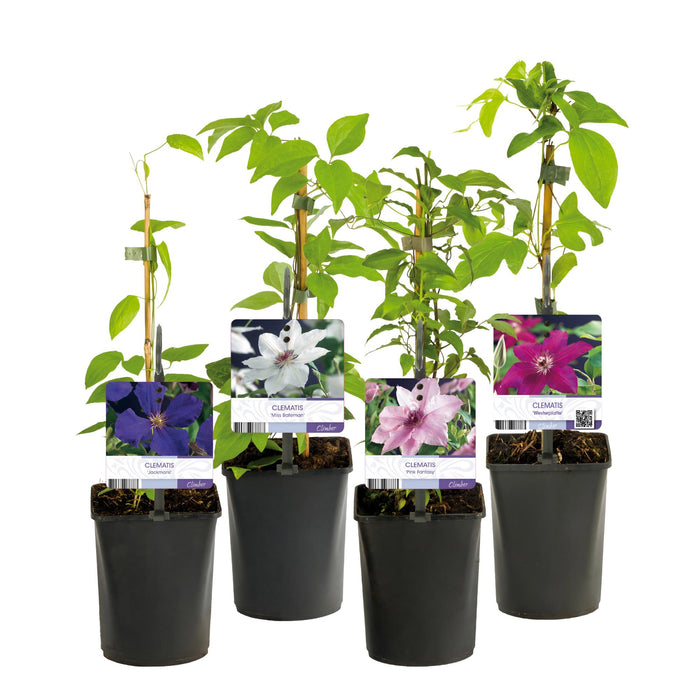 Clematis Rainbow - Bosrank - Bloem Roze Wit Paars Rood - ↕40cm - Ø11cm - 4x