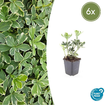 Pachysandra Terminalis 'Variegata' - Shadewort - ↕10-25cm - Ø9cm - 6x