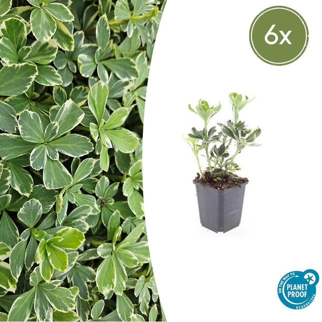 Pachysandra Terminalis 'Variegata' - Schaduwkruid - ↕10-25cm - Ø9cm - 6x