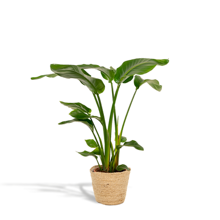 Strelitzia Nicolai met mand Selin - ↕90cm - Ø19cm