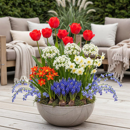 Bulbes de fleurs - Bulbes de Hollande - Couleurs variées - 125 pièces - Emballage cadeau