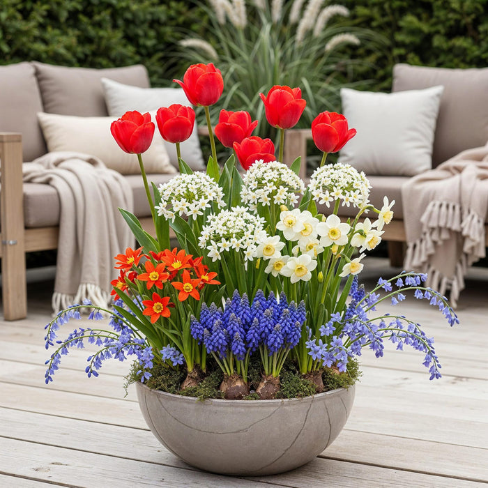Bloembollen - Bulbs From Holland - Diversen Kleuren - 125 stuks - Gift Verpakking