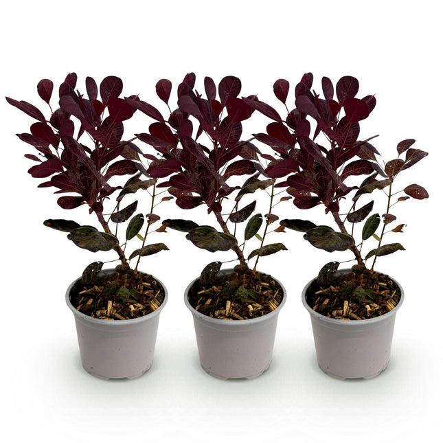 Cotinus coggygria Lilla - Røget træ - Lilla - ↕35cm - Ø12cm - 3x
