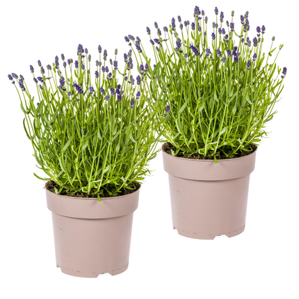 Lavandula angustifolia - ↕40-50cm - Ø19cm - 2x