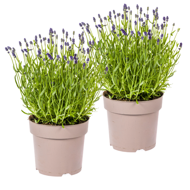 Lavandula angustifolia - ↕40-50cm - Ø19cm - 2x