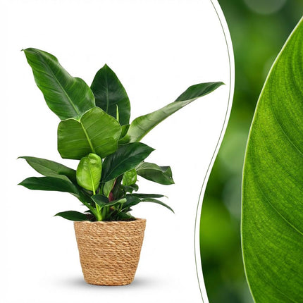 Philodendron Imperial Green - met Mand - ↕65cm - Ø19cm