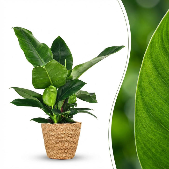 Philodendron Imperial Green - met Mand - ↕65cm - Ø19cm