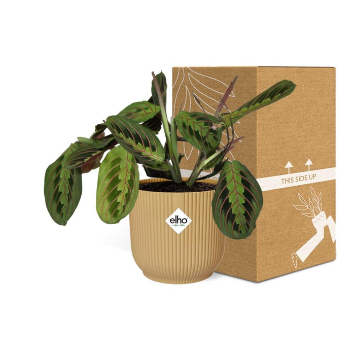 Maranta Leuconeura ‘Fascinator’ Tricolor in elho Vibes Fold Ø14cm geel