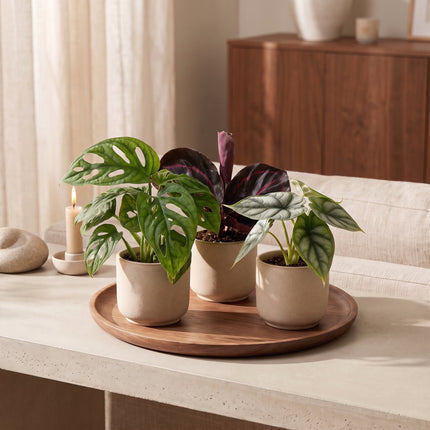 Baby Planten Jungle Mix - Diversen 3x - Tropisch - Ø6cm - ↕10-15cm