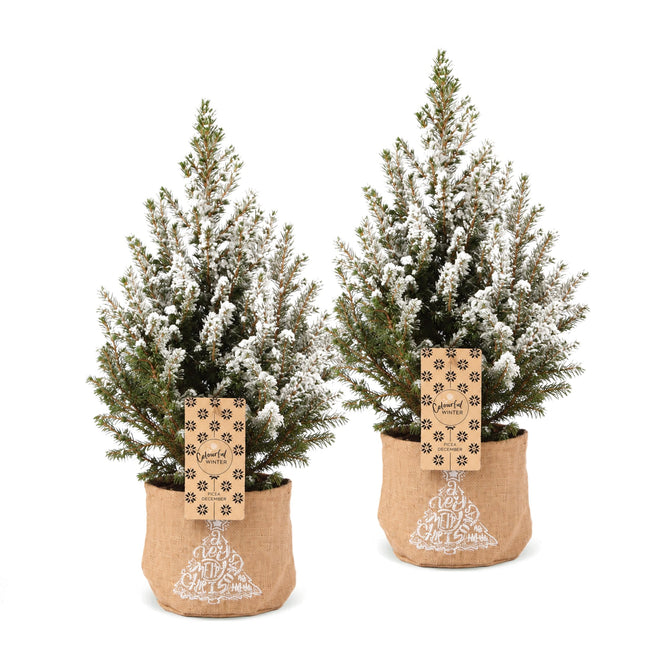 2x Picea glauca Conica - Kegelspar - Groen - Wit - Kerstboom - incl. jute zak - Ø17cm - ↕65cm