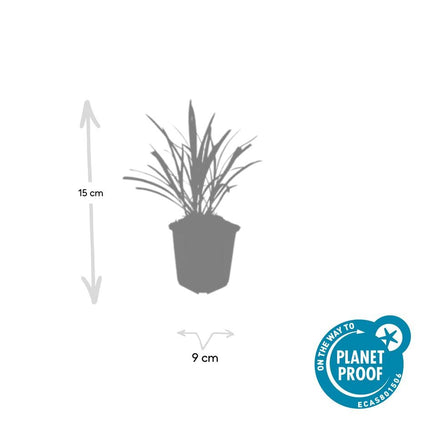 Liriope muscari 'Ingwersen' - ↕10-25cm - Ø9cm - 24x