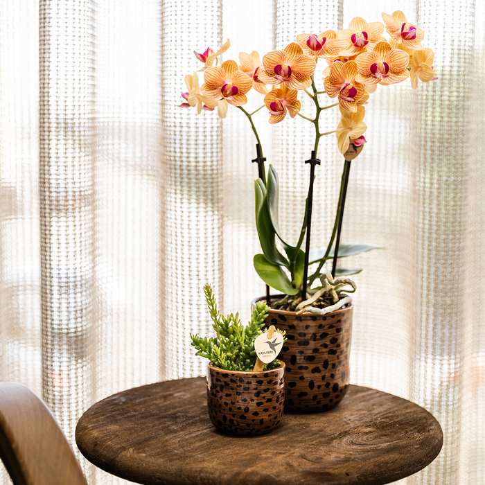 Kolibri Home | Leopard sierpot - Ø6cm