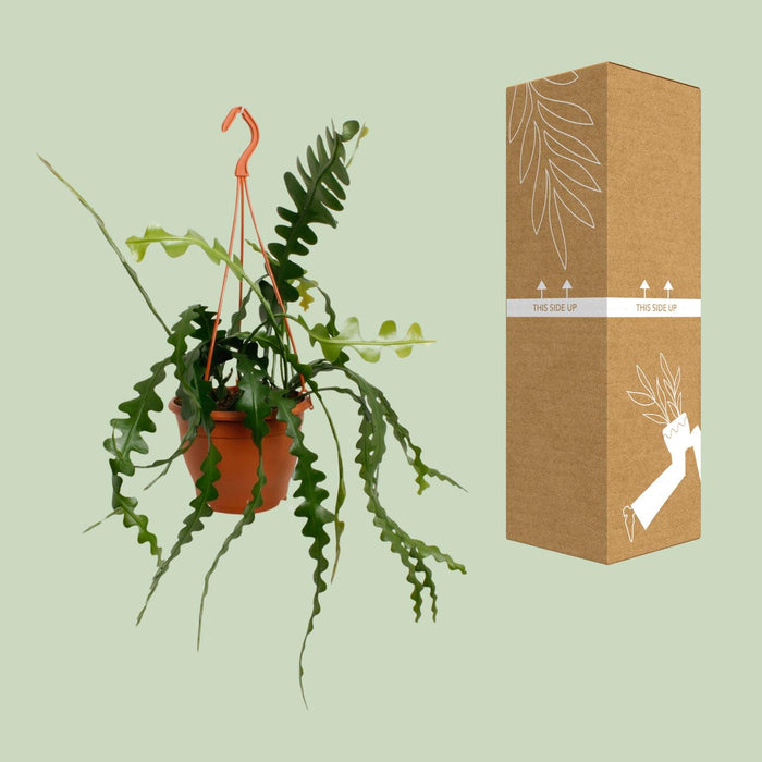 Epiphyllum Anguliger - Zaagcactus - ↕35cm - Ø17cm