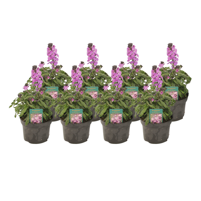 Erysimum Linifolium 'Bowles Mauve' - ↕30cm - Ø13cm - 8x
