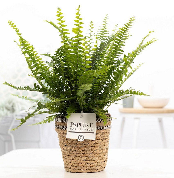 Nephrolepis Green Lady In P&PURE Basket - Ø12cm - ↕35cm