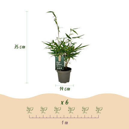 Bamboe - Fargesia robusta Pingwu - Niet Woekerend - Groen - ↕35cm - Ø14cm - 18x