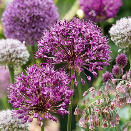 320x Bulb Garden Allium - Bloembollen - Bollentuinsierui - Diversen - Zomerbloeier - Bolmaat 10/12
