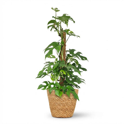 Monstera Minima Moss Stick - Hole Plant - with Basket - ↕90cm - Ø19cm