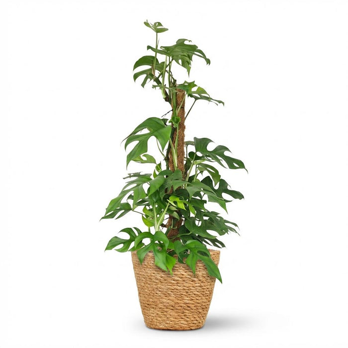 Monstera Minima Mosstok - Gatenplant - met Mand - ↕90cm - Ø19cm
