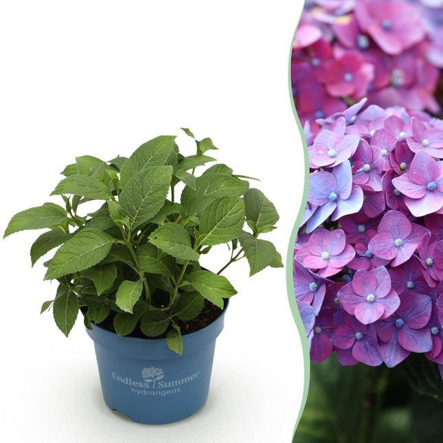 Hydrangea Endles Summer Summer Love Purple - Hydrangea - Purple - ↕20-25cm - Ø14cm