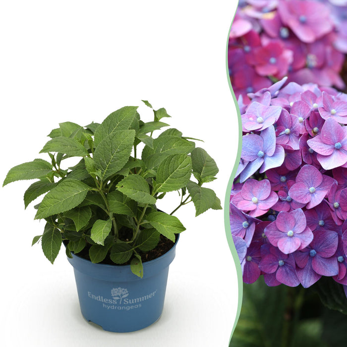 Hydrangea Endles Summer Summer Love Purple - Hortensia - Paars - ↕20-25cm - Ø14cm