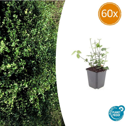 Euonymus fortunei 'Coloratus' - Japanse Kardinaalsmuts - ↕10-25cm - Ø9cm - 60x