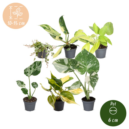 Baby Planten Tropical Mix - Diversen 6x - Tropisch - Ø6cm - ↕10-15cm