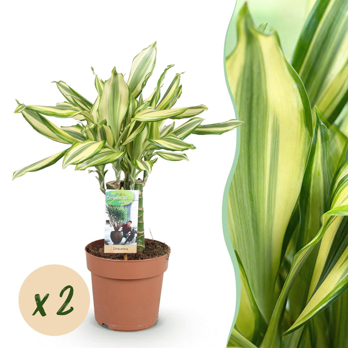 Dracaena fragrans Diamond Dream - Drakenbloedboom - ↕50-55cm - Ø17cm - 2x