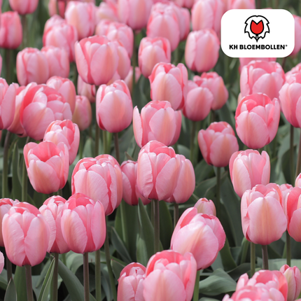 Apricot Delight Tulip Bulbs – 20 Pieces | KH Bloembollen® | Pink Apricot Tulip – Soft & Fresh – Gift for Garden or Pot – Size 11/12 – Fresh from the Grower!