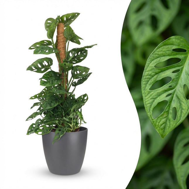 Monstera Andansonii Moss Pole - Monkey Mask - z szarą doniczką - ↕90cm - Ø19cm