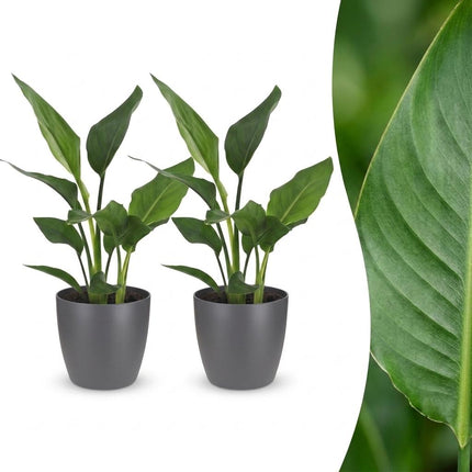 Strelitzia Reginea - Paradijsvogelplant - 2x - met Potter Grijs - Pot 12cm - Hoogte - 35cm