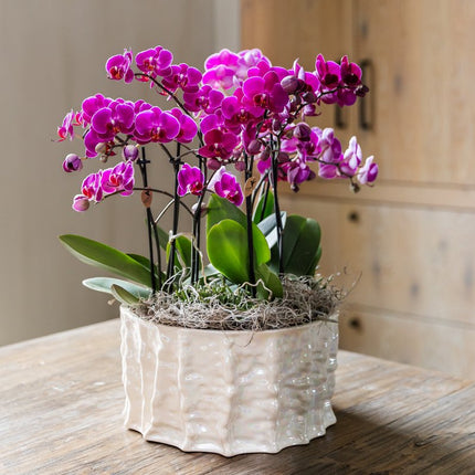 Kolibri Orchids | Paarse Jungle Bouquet Mineral Morelia in Oyster Dish
