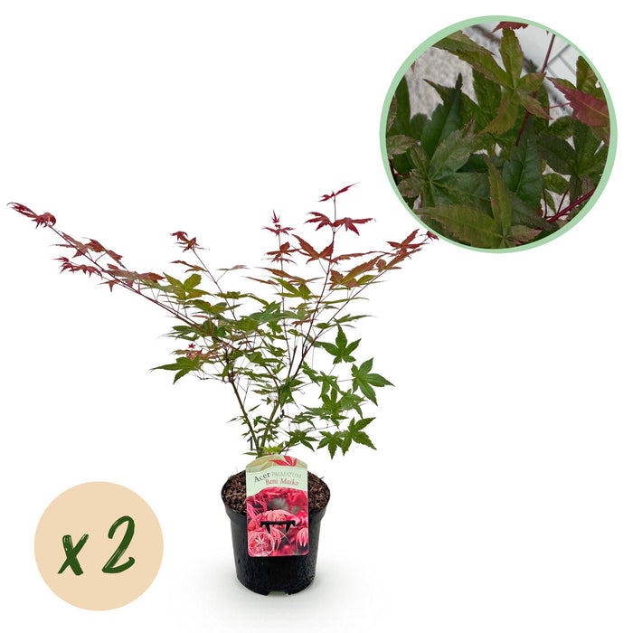 Terrasplant - Japanse Esdoorn - Acer palmatum Beni Maiko - Rood - 2 Planten - Bladverliezend - ↕70cm - Ø19cm