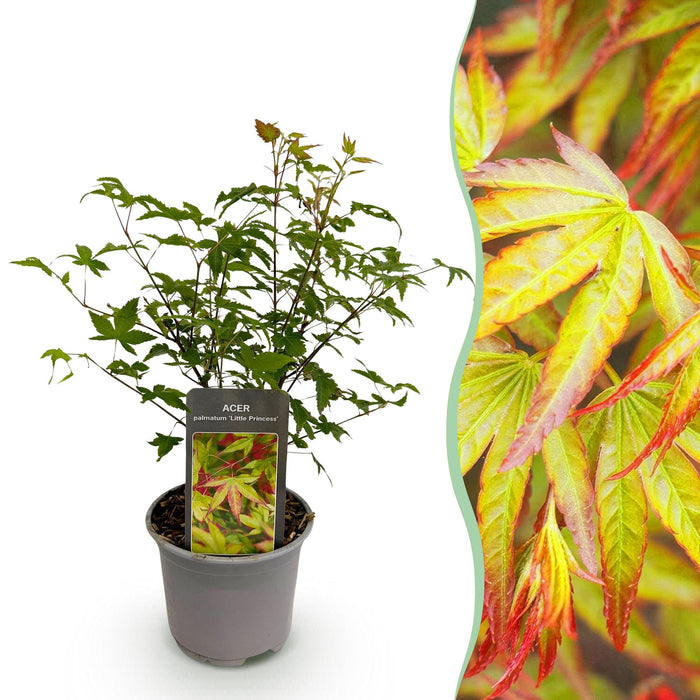 Acer palmatum 'Little Princess' - Grün - 1 Pflanze - Laubabwerfend - Pflegeleicht - Topf 12 cm, Höhe 35 cm