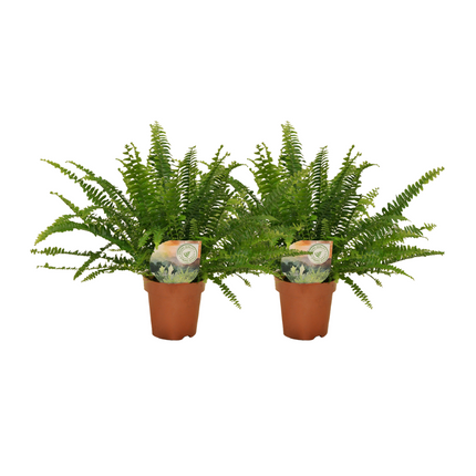 Nephrolepis Curly fern - ↕30cm - Ø12cm - 2x