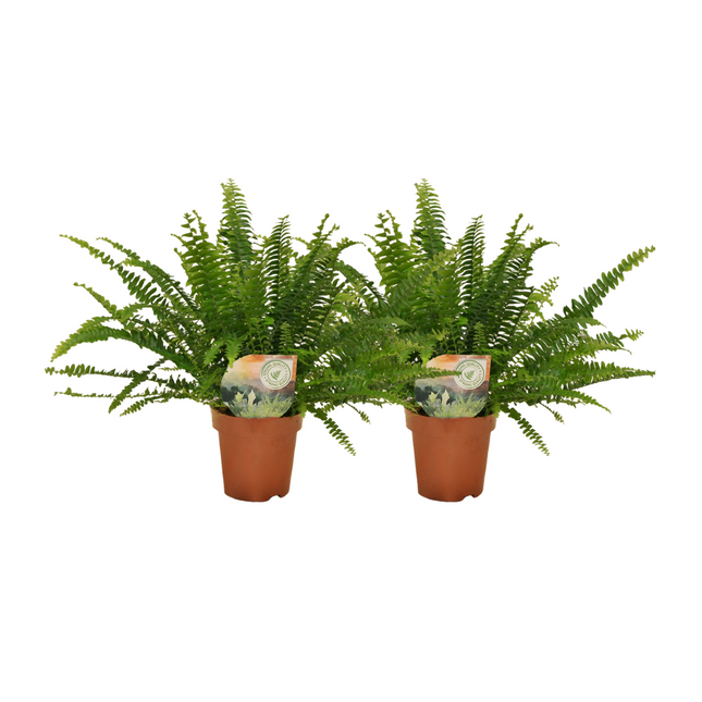 Helecho rizado Nephrolepis - ↕30cm - Ø12cm - 2x