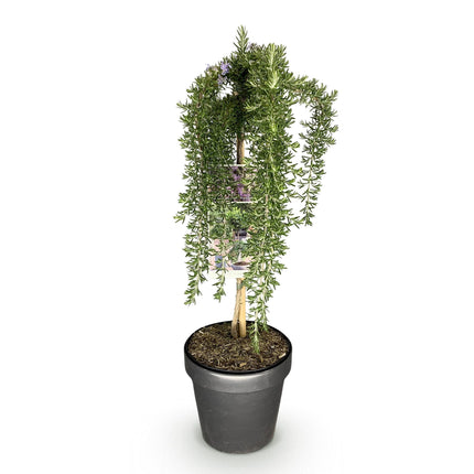 Rosmarinus officinalis Prostratus – Terrassenpflanze – immergrün – winterhart – violette Blume – Topf 19 cm, Höhe 90 cm