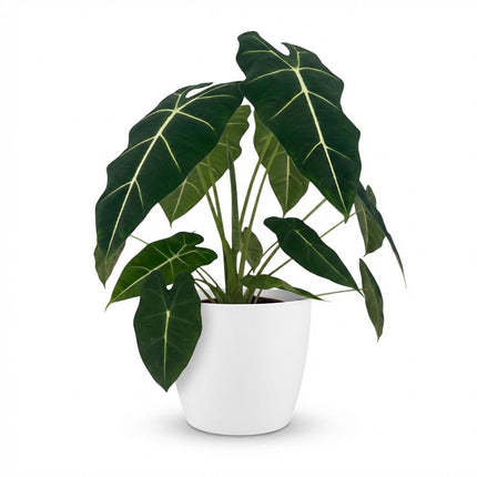 Alocasia Frydek - Orecchio d'elefante - con vaso bianco - ↕60cm - Ø19cm