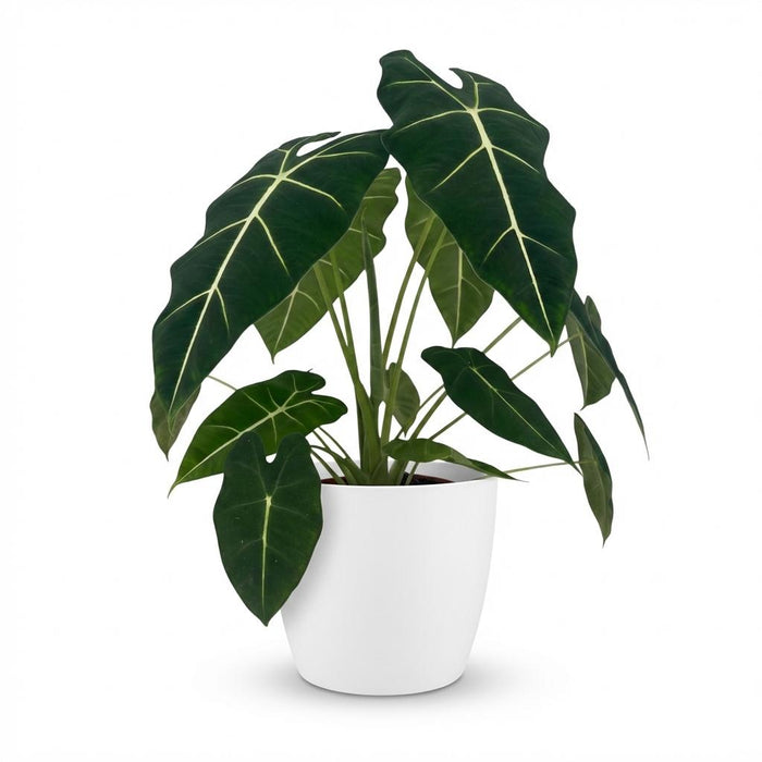 Alocasia Frydek - Olifantsoor - met witte pot - ↕60cm - Ø19cm