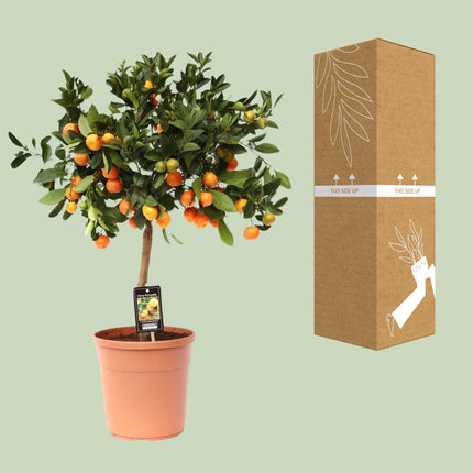 Zitrus Calamondin - ↕80cm - Ø22cm