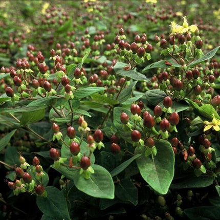 Hypericum inodorum - ↕10-25cm - Ø9cm - 60x
