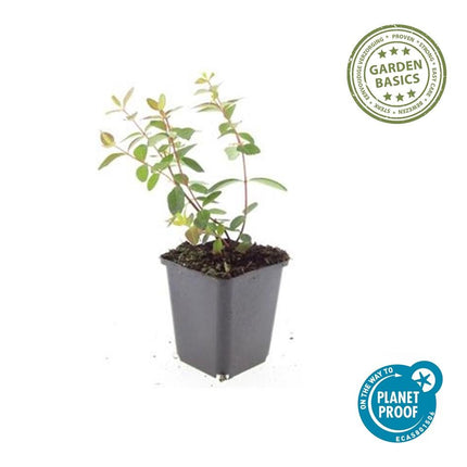 Hypericum dummeri 'Peter Dummer' - ↕10-25cm - Ø9cm - 24x