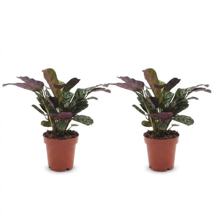 Ctenanthe Burle Marxii - Visgraatplant - 2x - Pot 12cm - Hoogte - 30cm