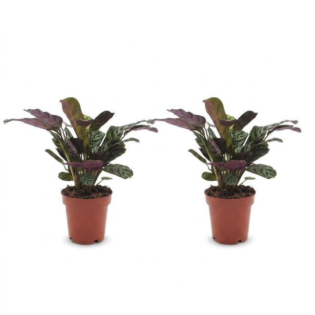 Ctenanthe Burle Marxii - Planta de espiga - 2 unidades - Maceta de 12 cm - Altura: 30 cm