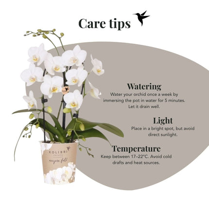 Kolibri Orchids | Witte Phalaenopsis orchidee - Niagara Fall White - bloeiende kamerplant - vers van de kweker - Ø9cm