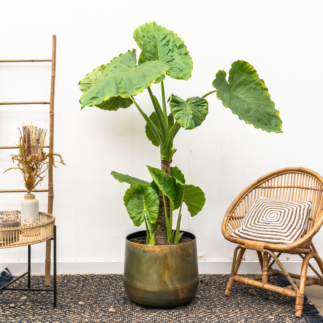 Alocasia (Olifantsoor)