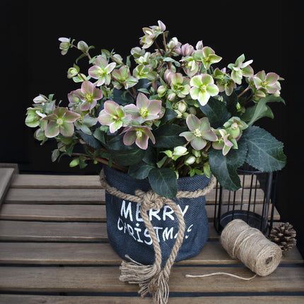 Lenzrose (Helleborus 'Angels Glow') – Rosa Blüte – Immergrün – Topf: 19 cm, Höhe: 50 cm