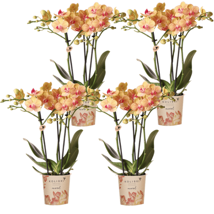 Kolibri Orchids | Combi Deal - 4 Oranje Phalaenopsis Orchideeën Mineral Jamaica - Ø9 cm