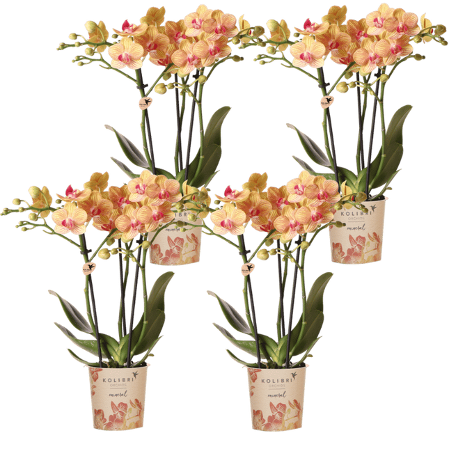 Kolibri Orchids | Combi Deal - 4 Oranje Phalaenopsis Orchideeën Mineral Jamaica - Ø9 cm
